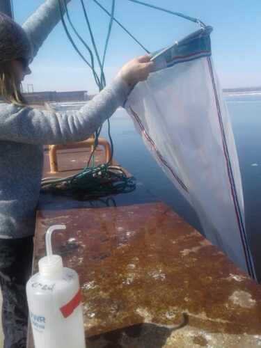 Scientists find proof of invader established in Lake Superior